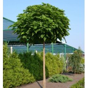 Катальпа бігнонієвидна Нана  Catalpa bignonioides 'Nana'  